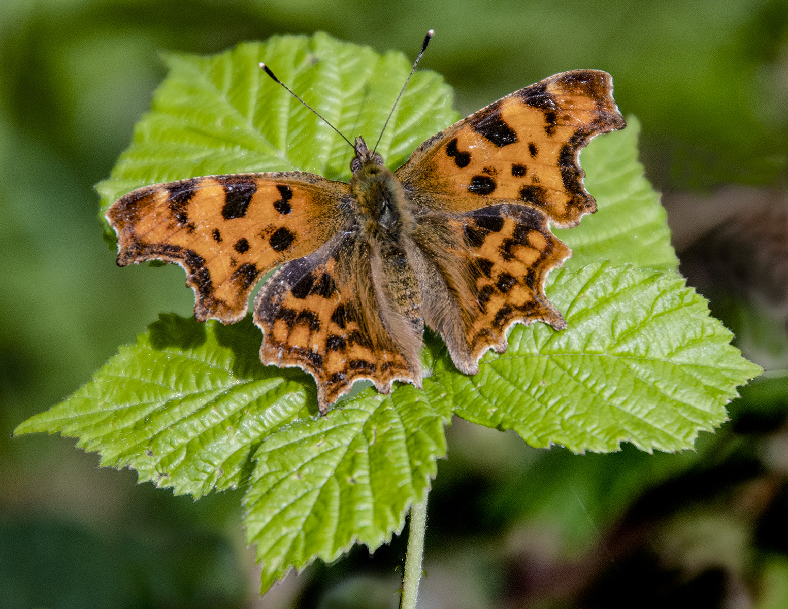 Comma On Blackberry Leaf by Peter Parnell — Score: 16 pts