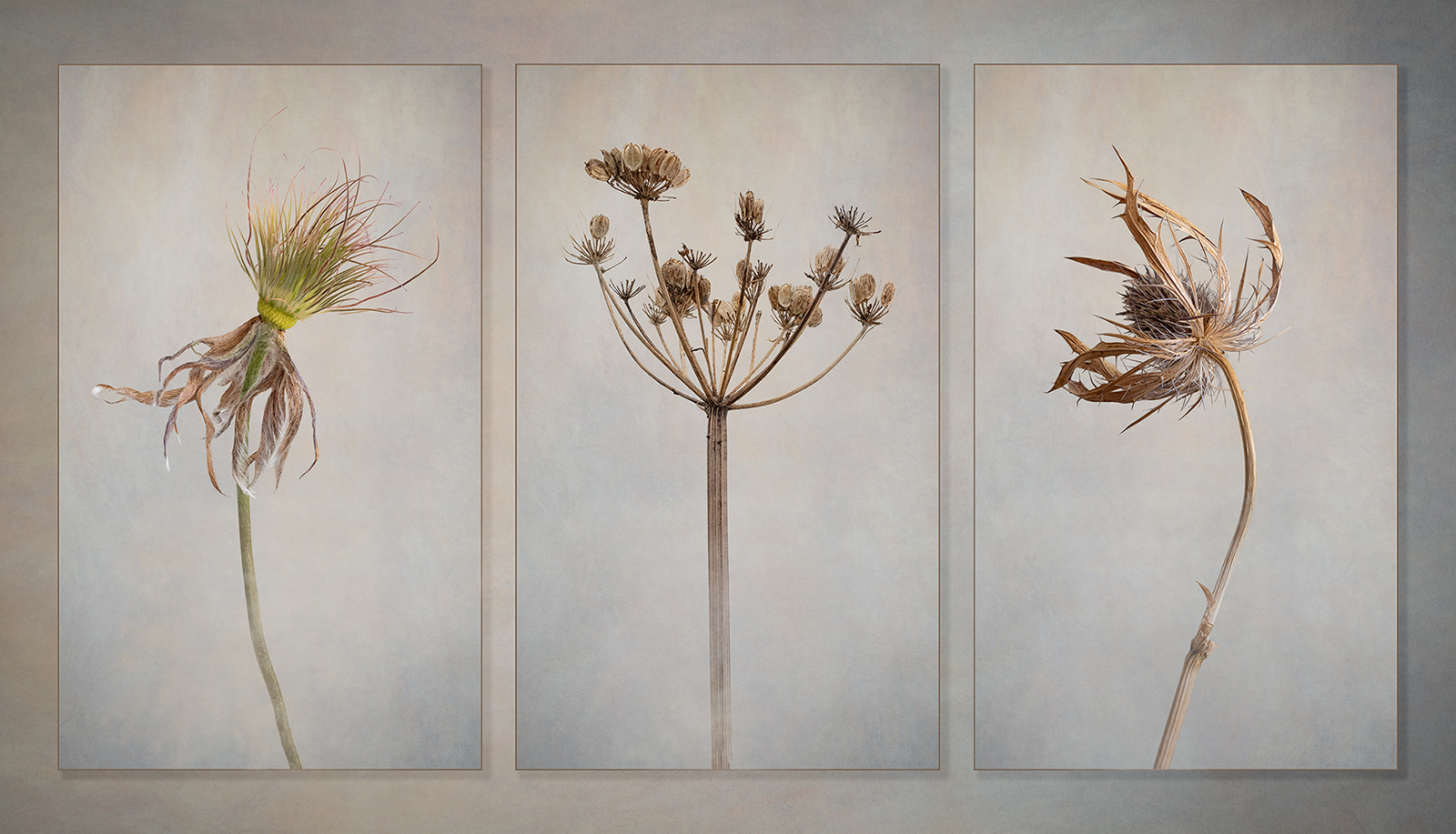Turning To Seed by Carol Watson — Score: 19 pts