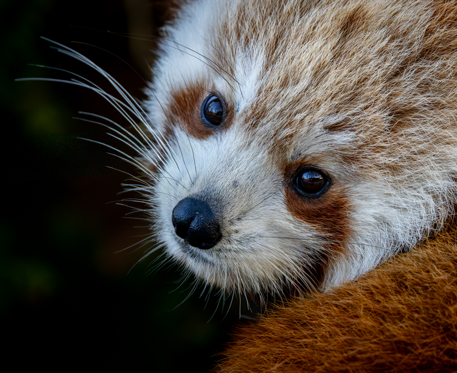 Red Panda  by Peter Darby — Score: 17 pts