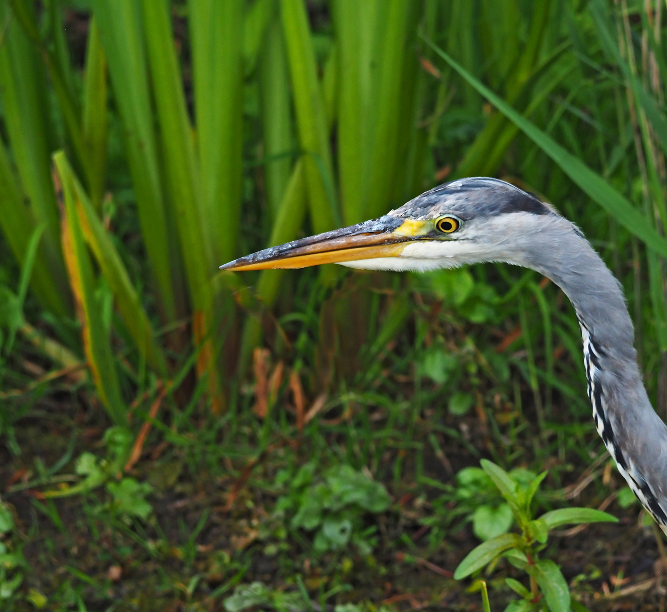 Young Grey Heron by Mike Stanley — Score: 15 pts