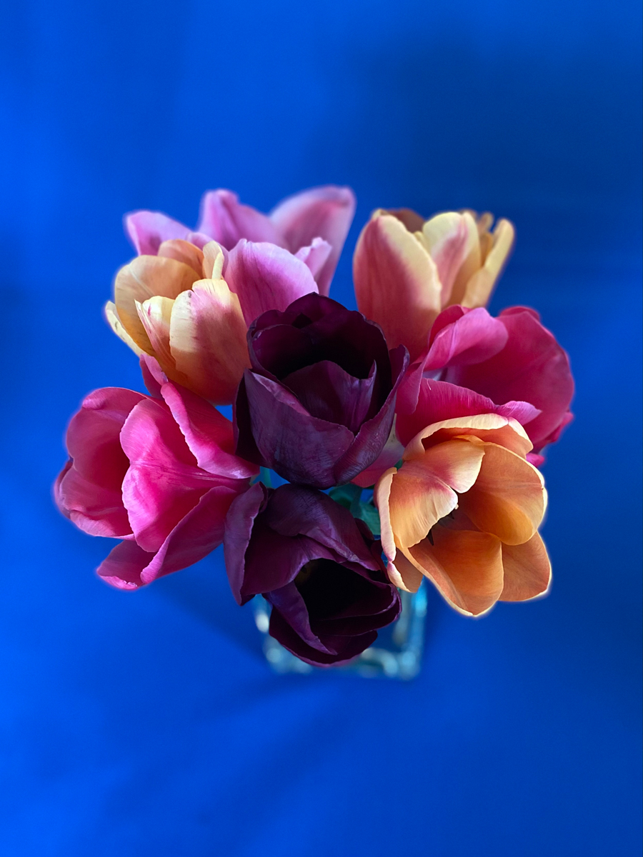 Tulips From Amsterdam by Anne Young — Score: 14 pts