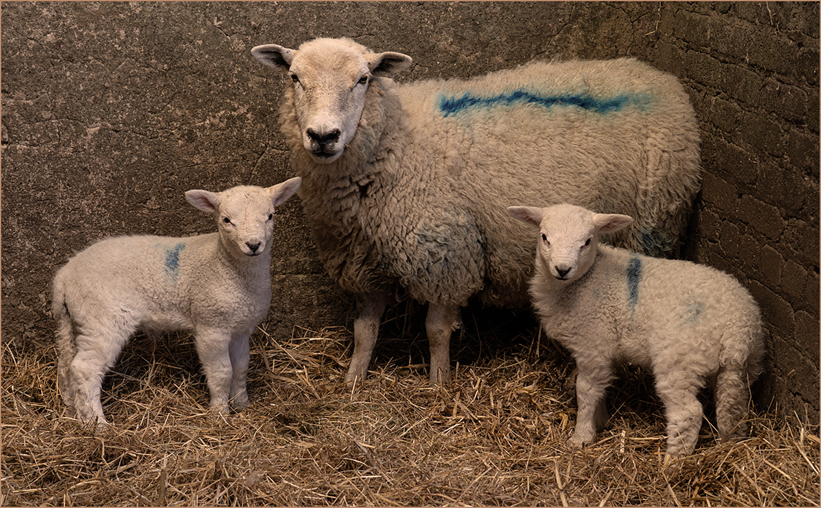 Three Week Old Twin Lambs by Sheila Giles — Score: 18 pts