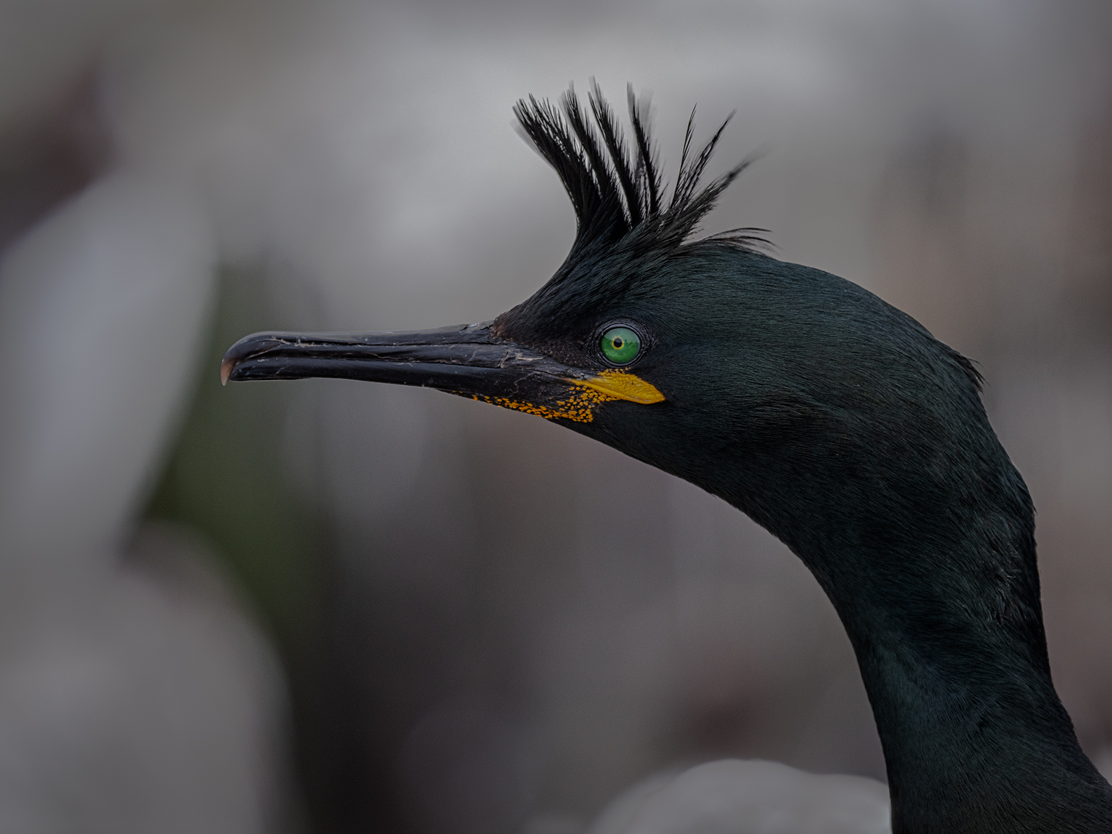Farne Island Shag by Stuart Cahill — Score: 14 pts