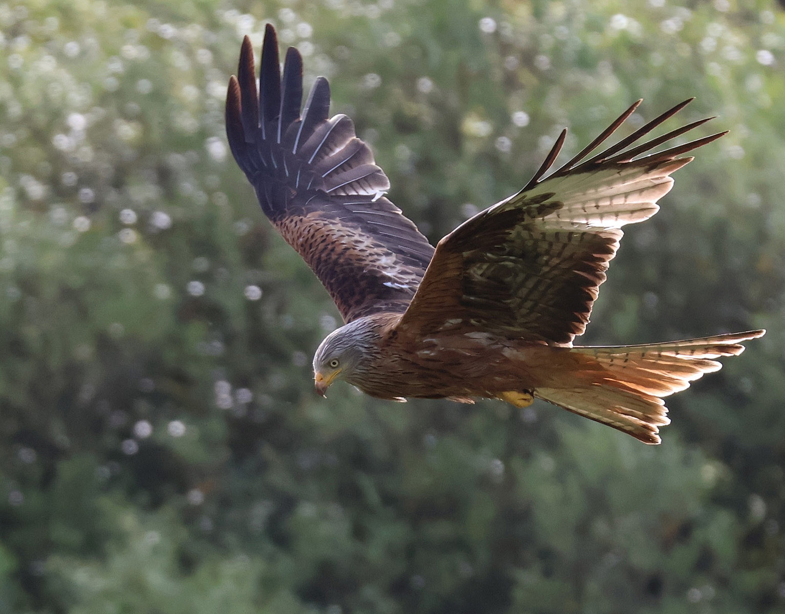 A Red Kite by Janet Parker — Score: 18 pts