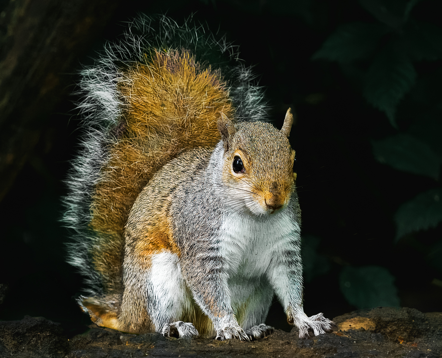 Squirrel by Mike Halstead — Score: 19 pts