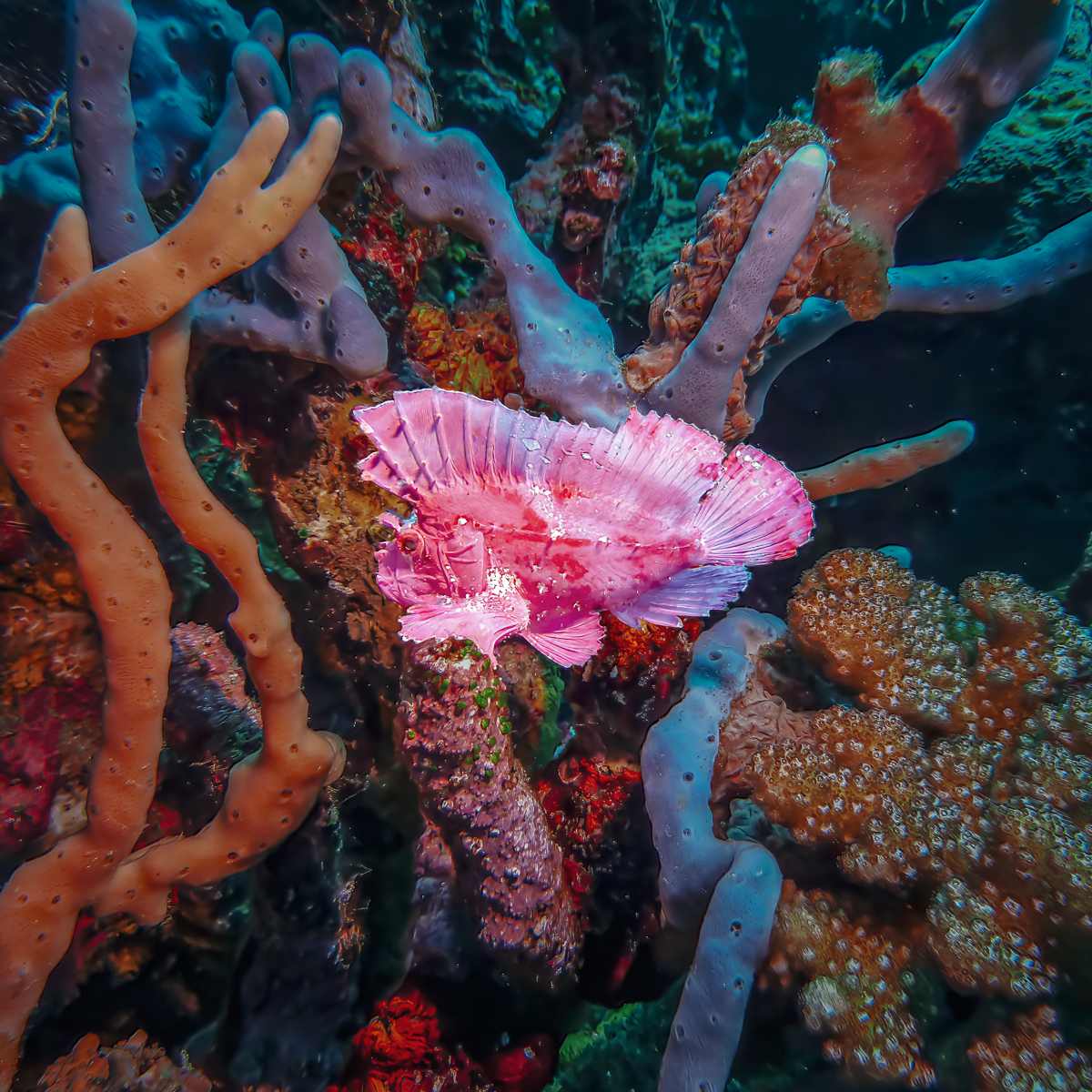 A Leaf Scorpionfish by Graham Barker — Score: 17 pts