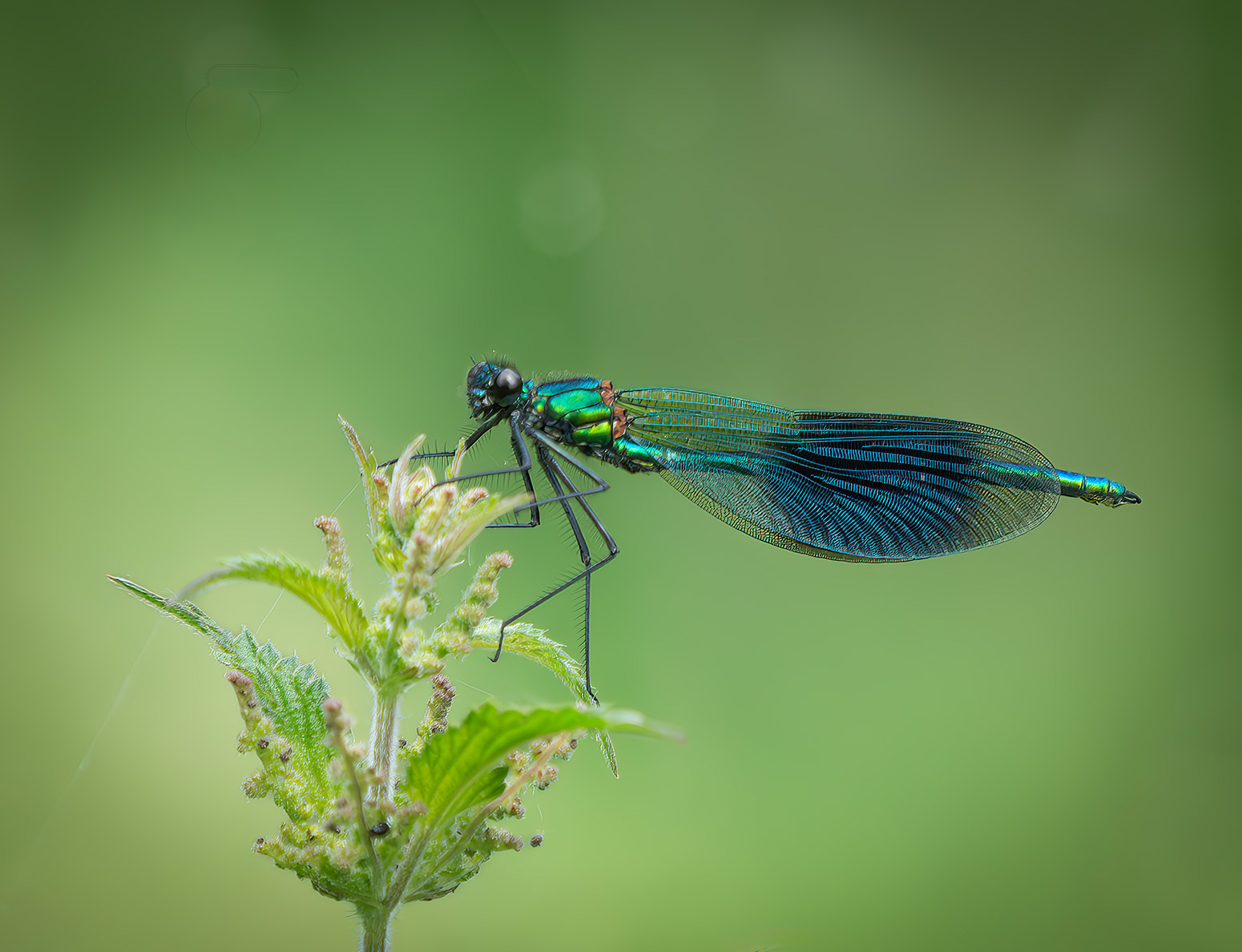 Banded Demoiselle