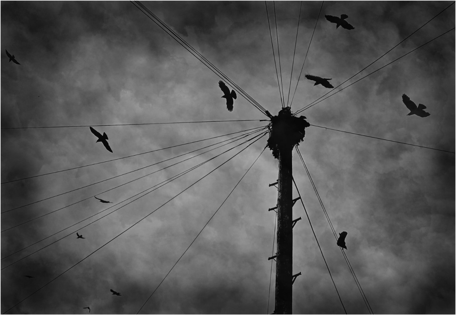 The Birds by Esther Parkinson — Score: 16 pts