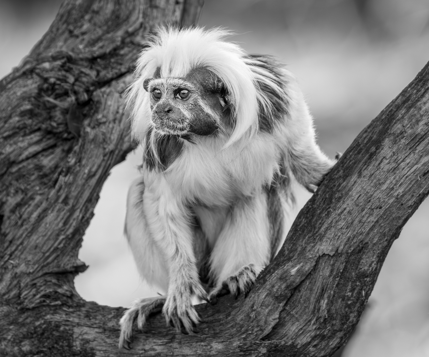 A Cotton Top Tamarin Monkey by Peter Darby