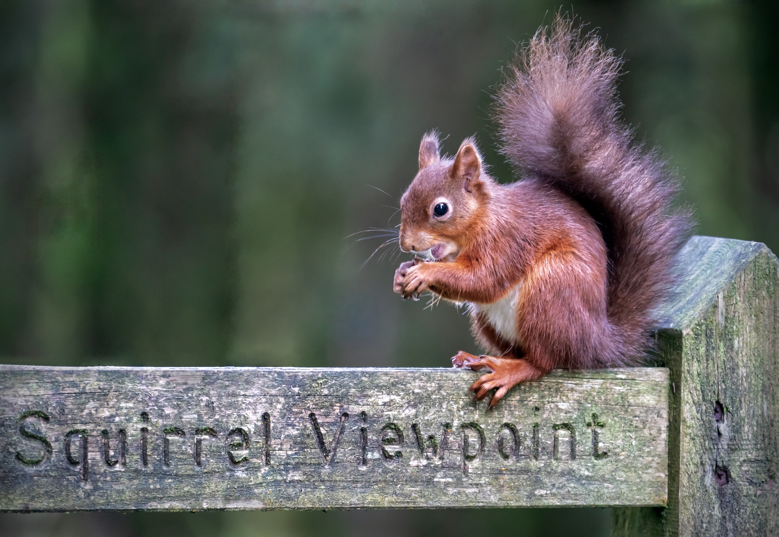 Red Squirrel by Chris Taylor — Score: 18 pts