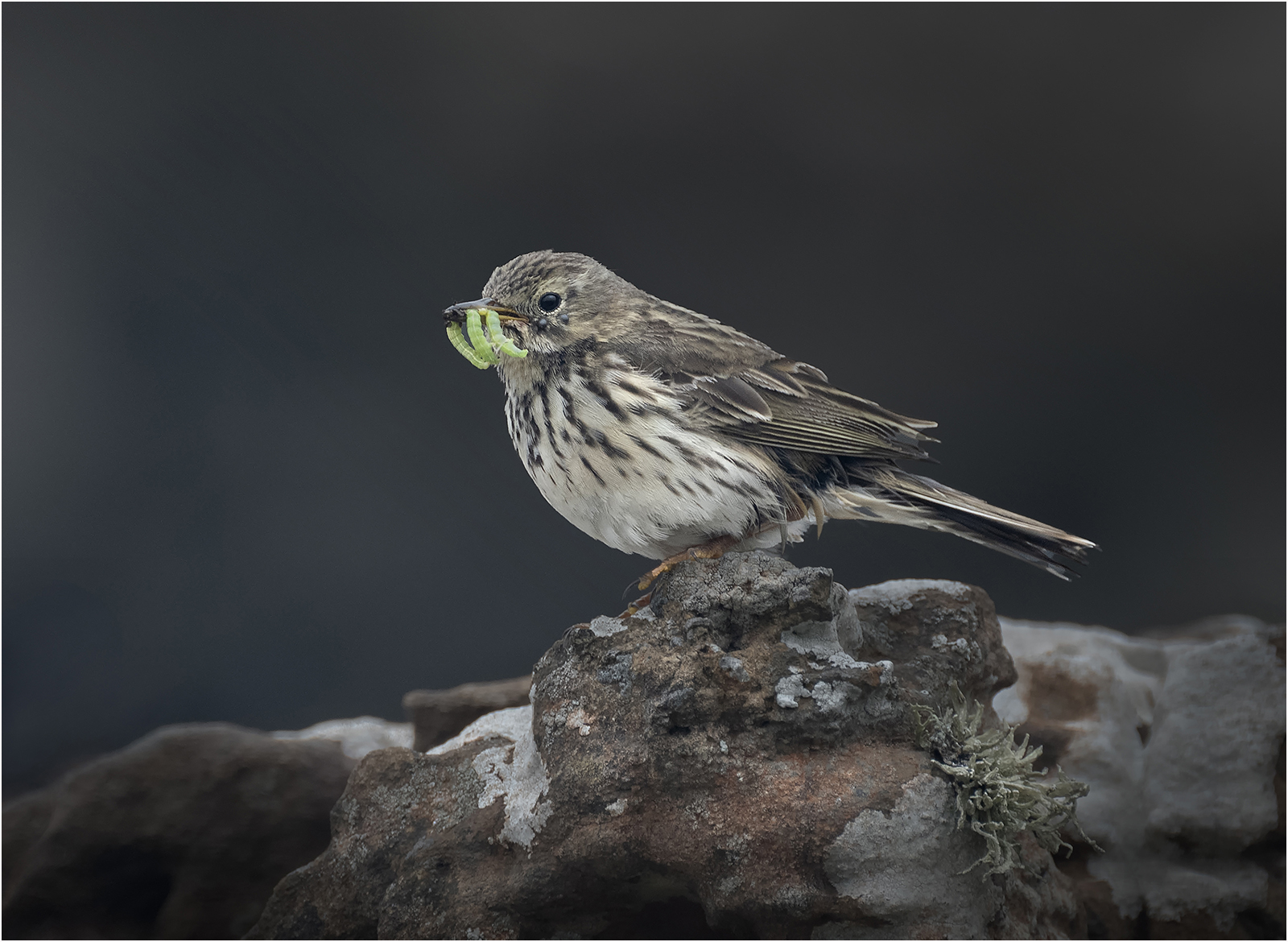 Meadow Pipit With Lunch by Mike Williamson — Score: 17 pts