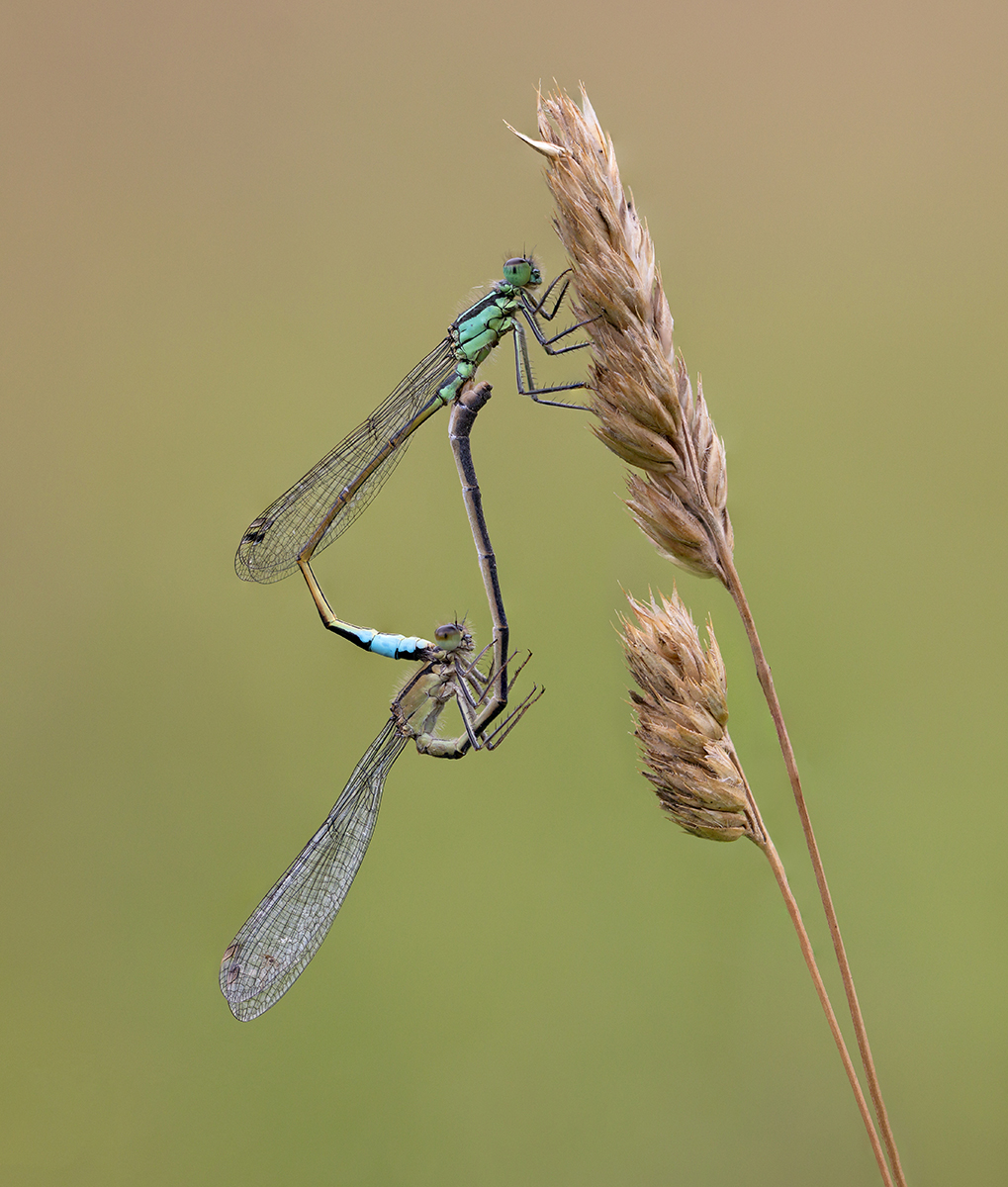 Mating Blue Tailed Damselflies by Gordon Watson — Score: 20 pts