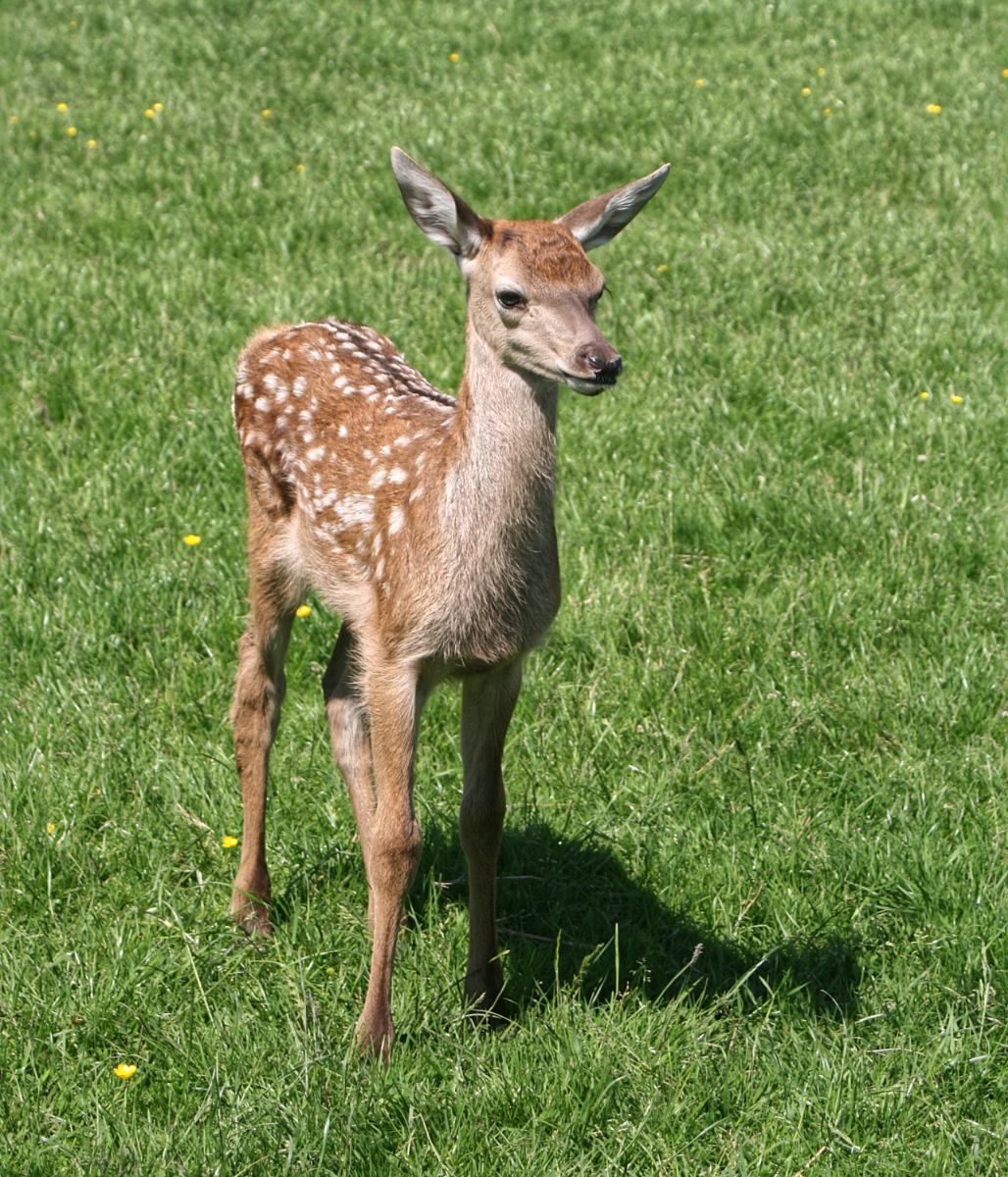Fawn by David Webster