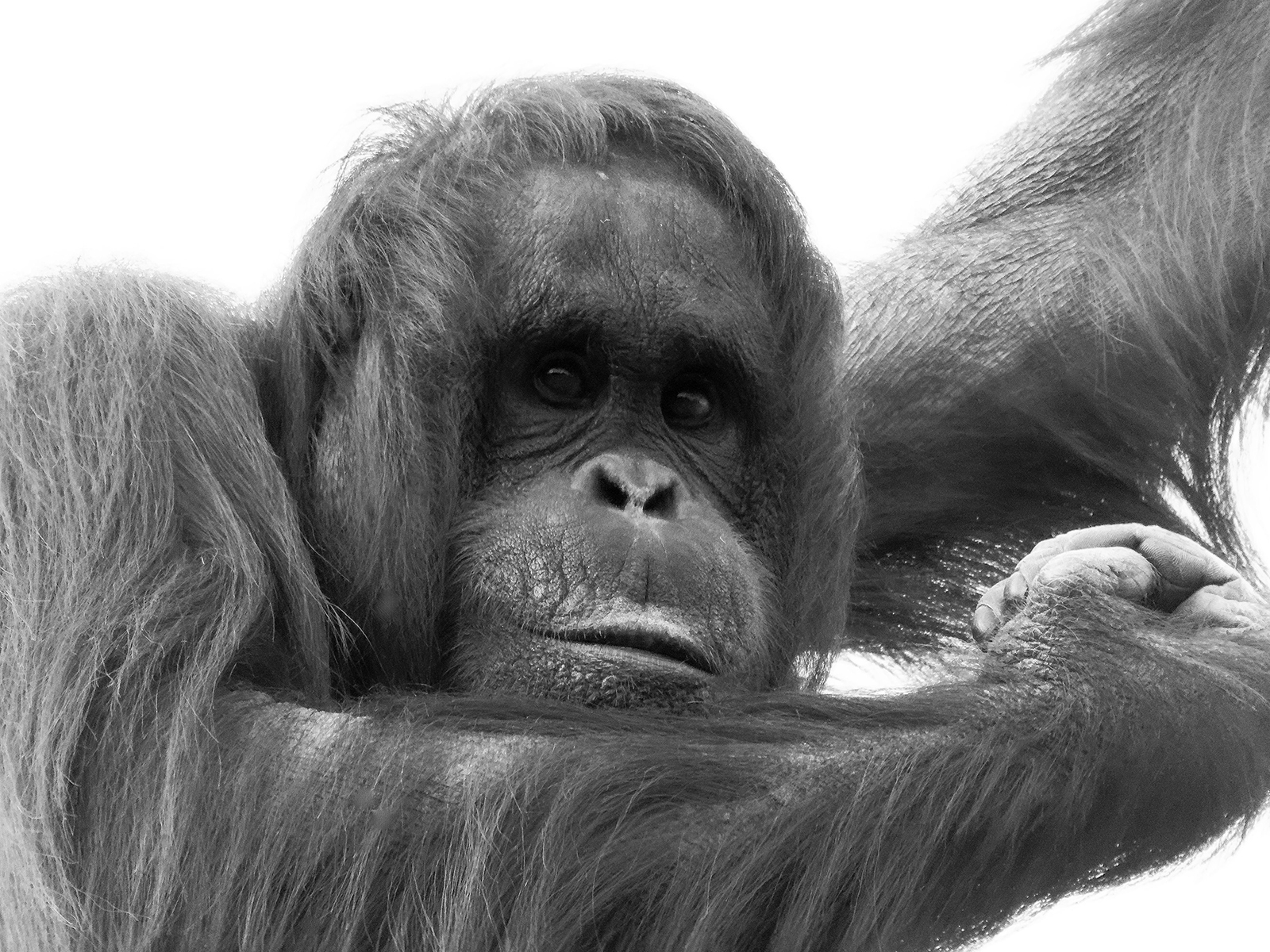 Orangutan by Janet Coulson — Score: 18 pts