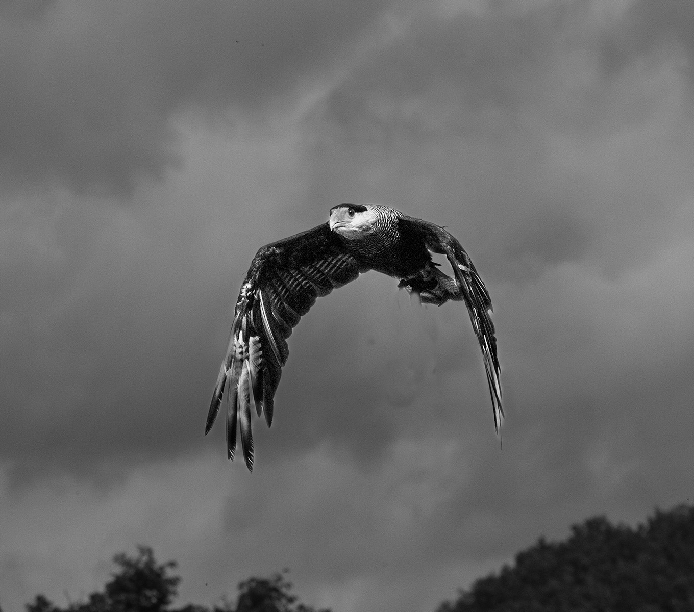 Harris Hawk by Grant Douse — Score: 16 pts