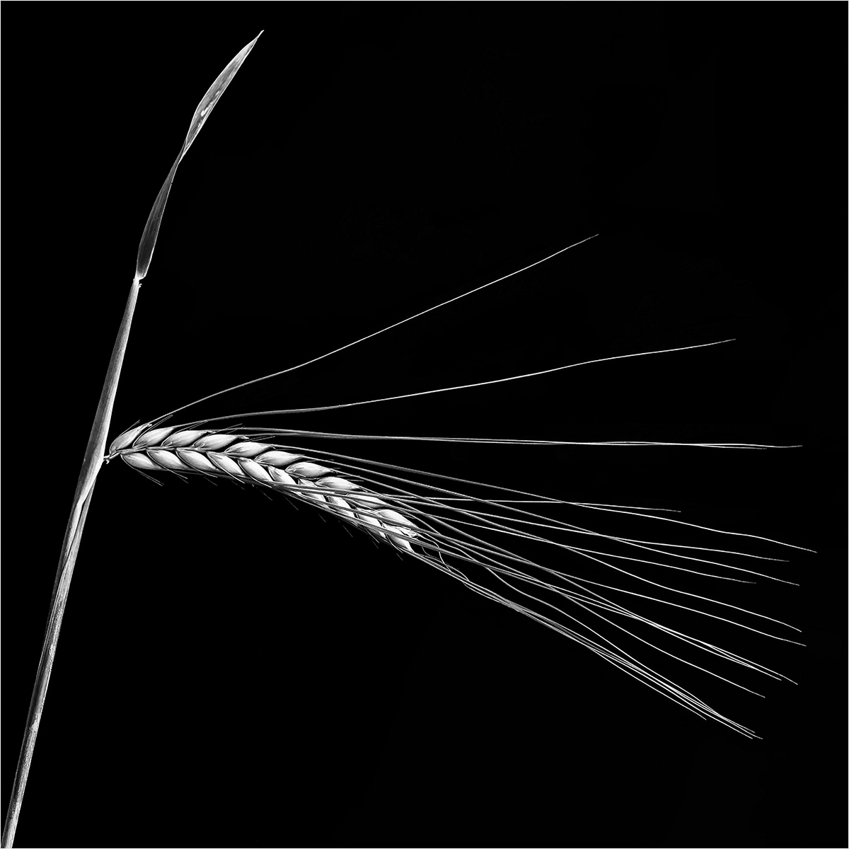 Barley Stalk by Keith Orr