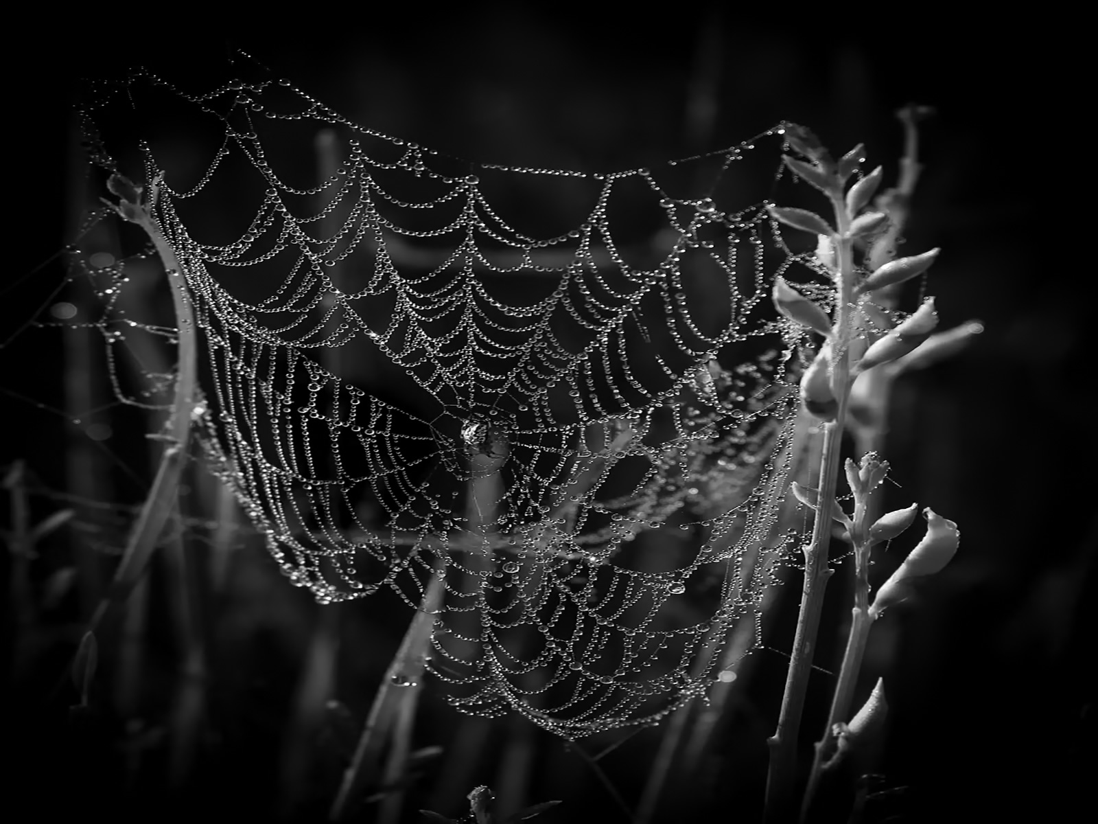 Jewels by Karen Jackman