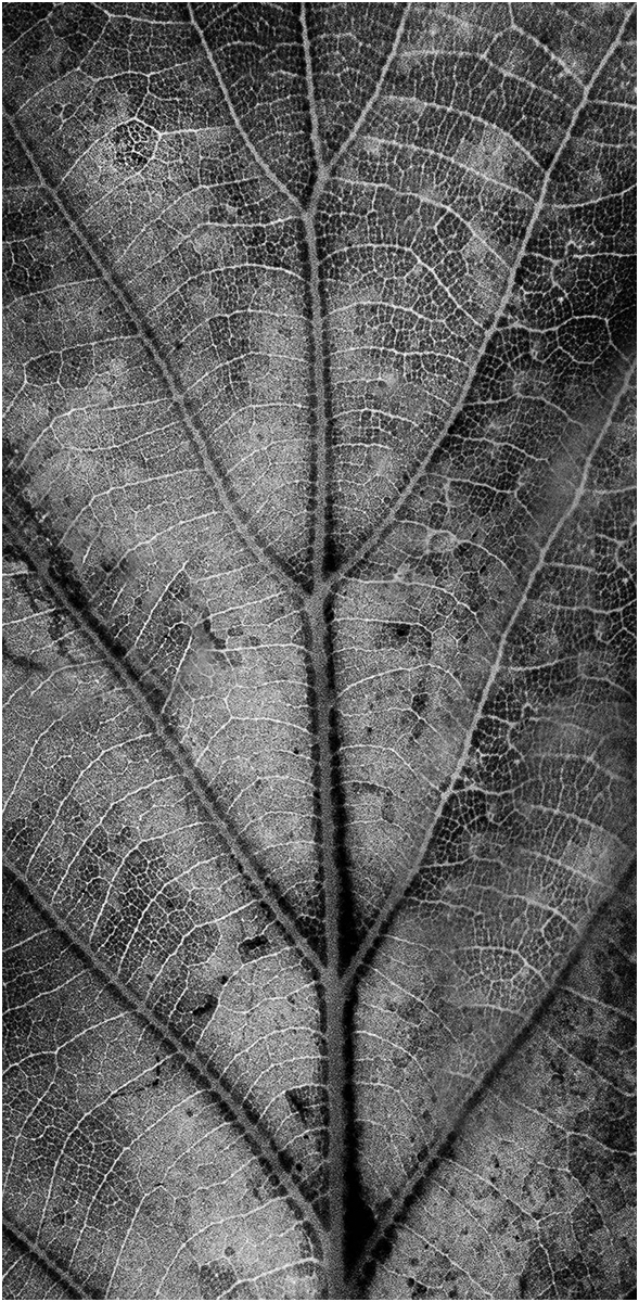 Leaf Detail by Alex Early — Score: 16 pts