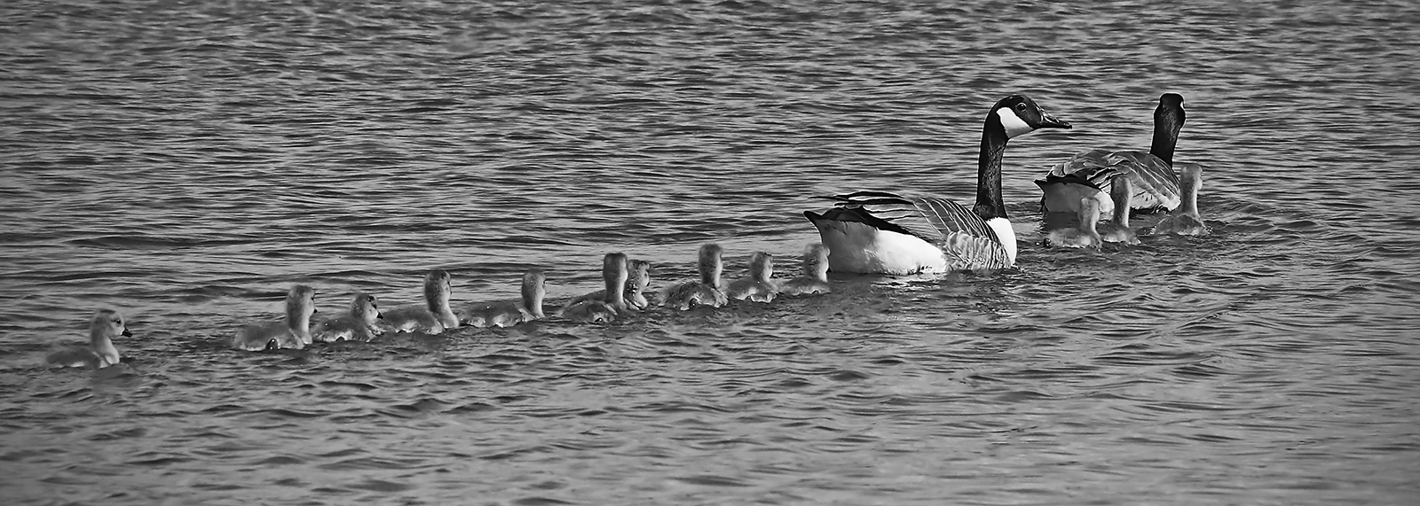 Line Astern by Mike Stanley — Score: 17 pts