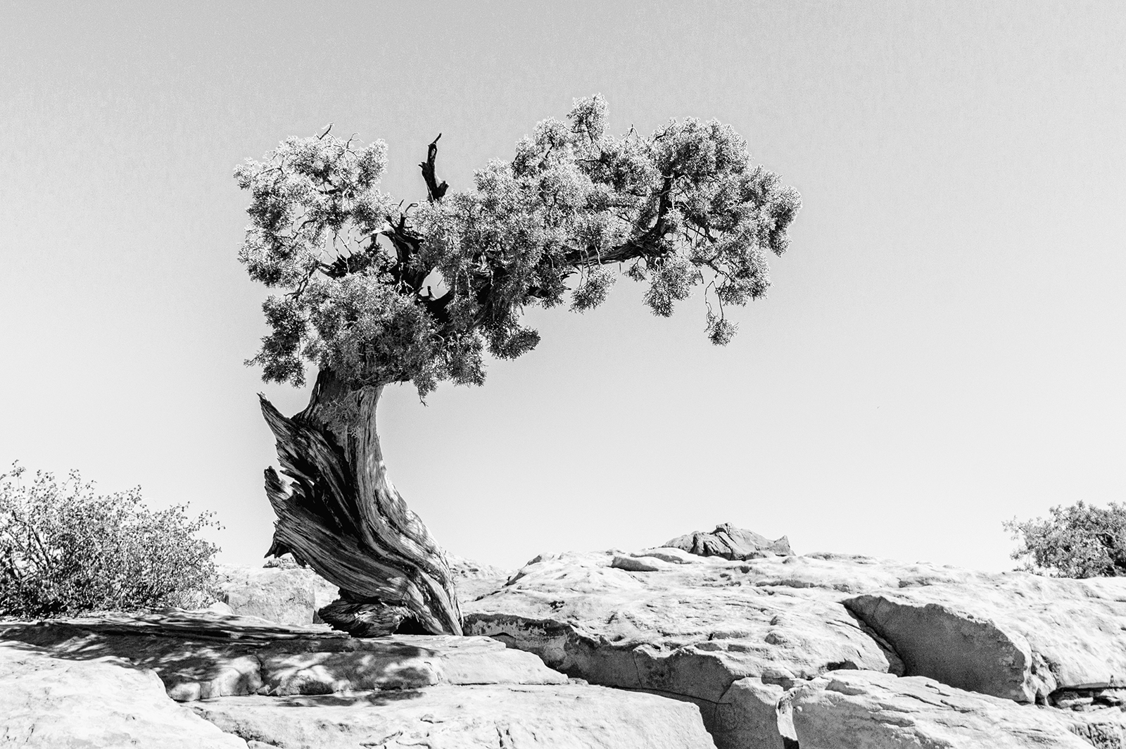 Dead Horse Point by Sheila Giles — Score: 15 pts