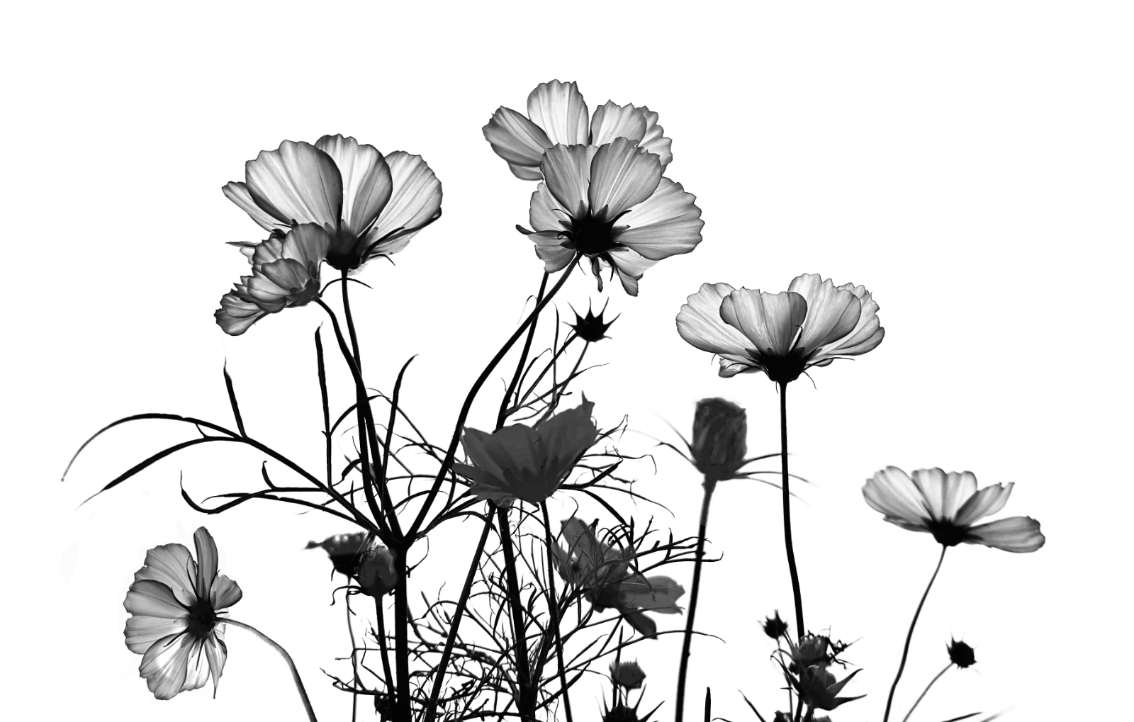 Cosmos Coronet by Peter Flegg