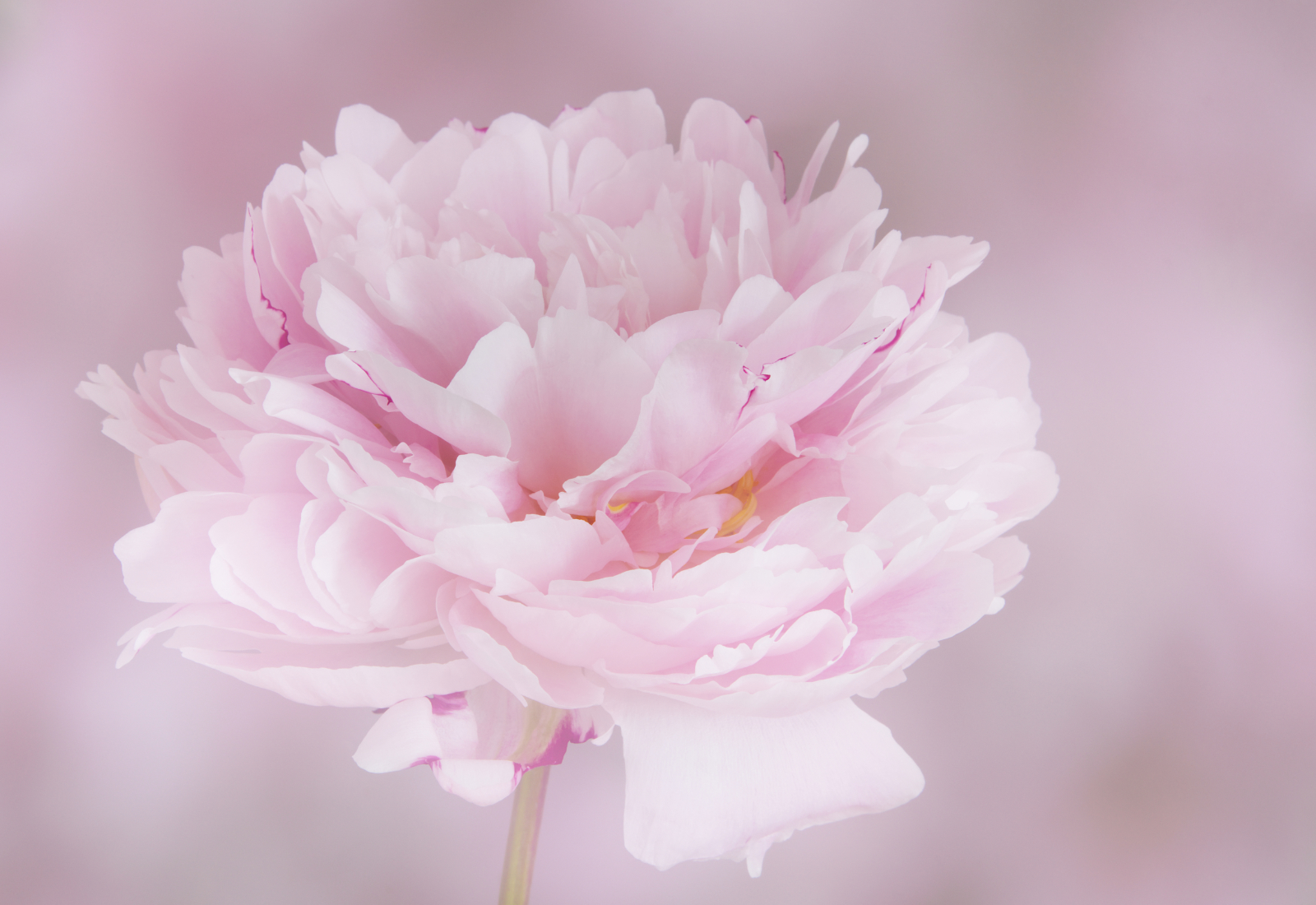 Perfect In Pink by Joy Swarbrick — Score: 17 pts