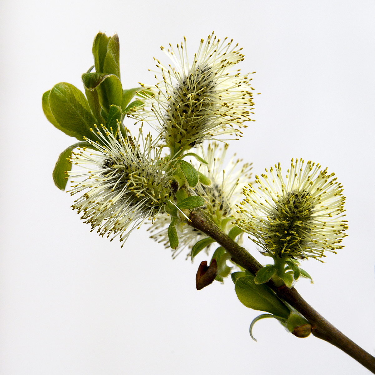 Willow Buds by Ian Mulroy — Score: 17 pts