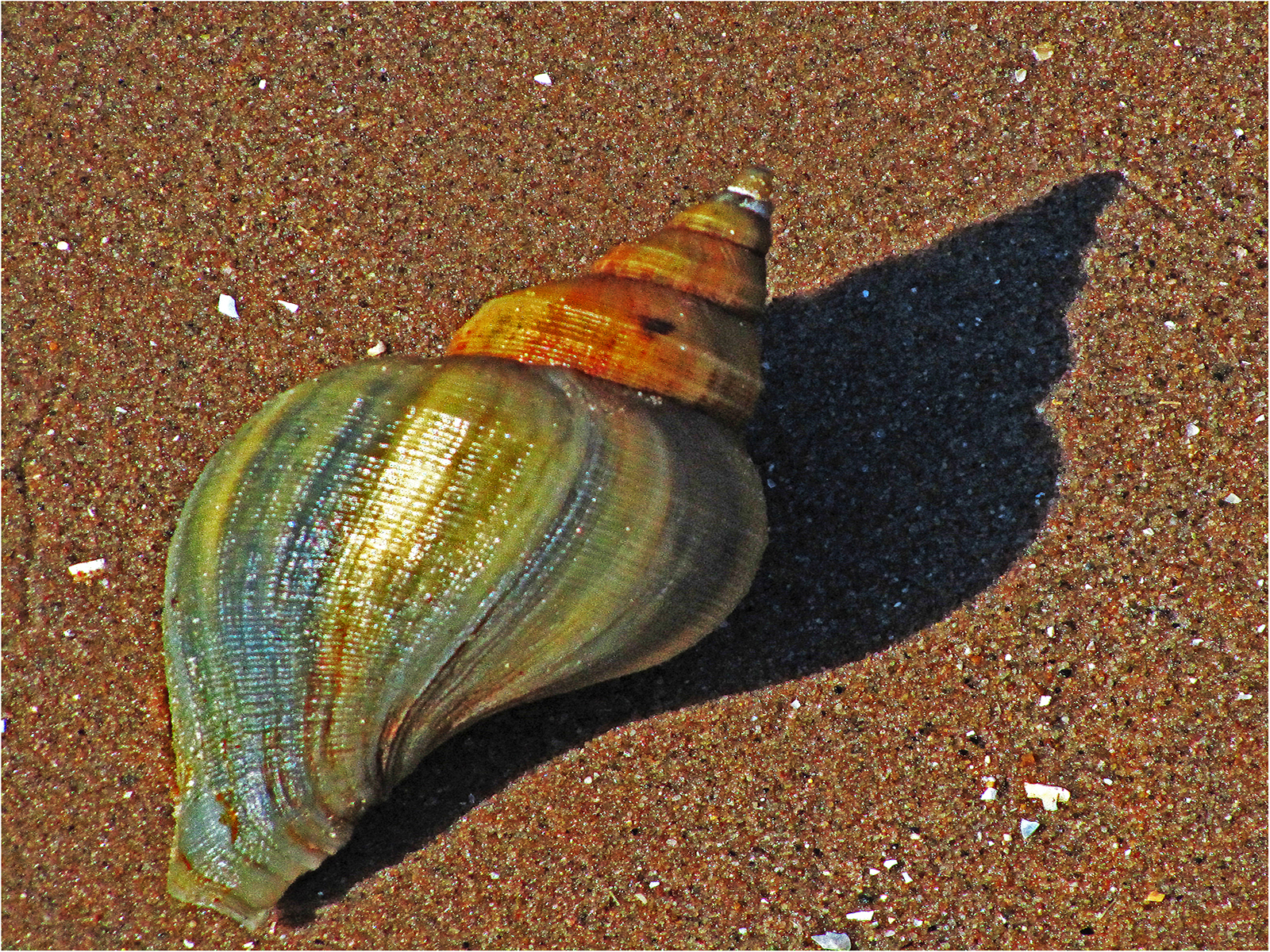 Stranded by Janet Coulson — Score: 16 pts