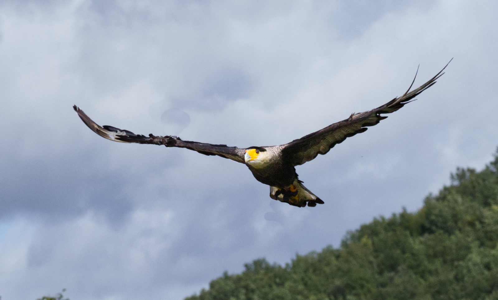 Harris Hawk In Flight by Grant Douse — Score: 14 pts
