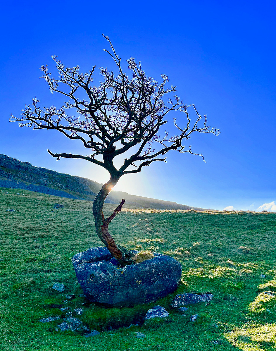 Life Will Find A Way  by Paul Headley — Score: 16 pts