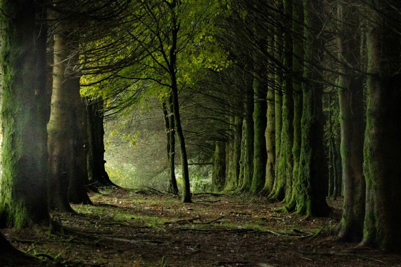 Walk In The Woods 2 by Steve Jackman — Score: 17 pts