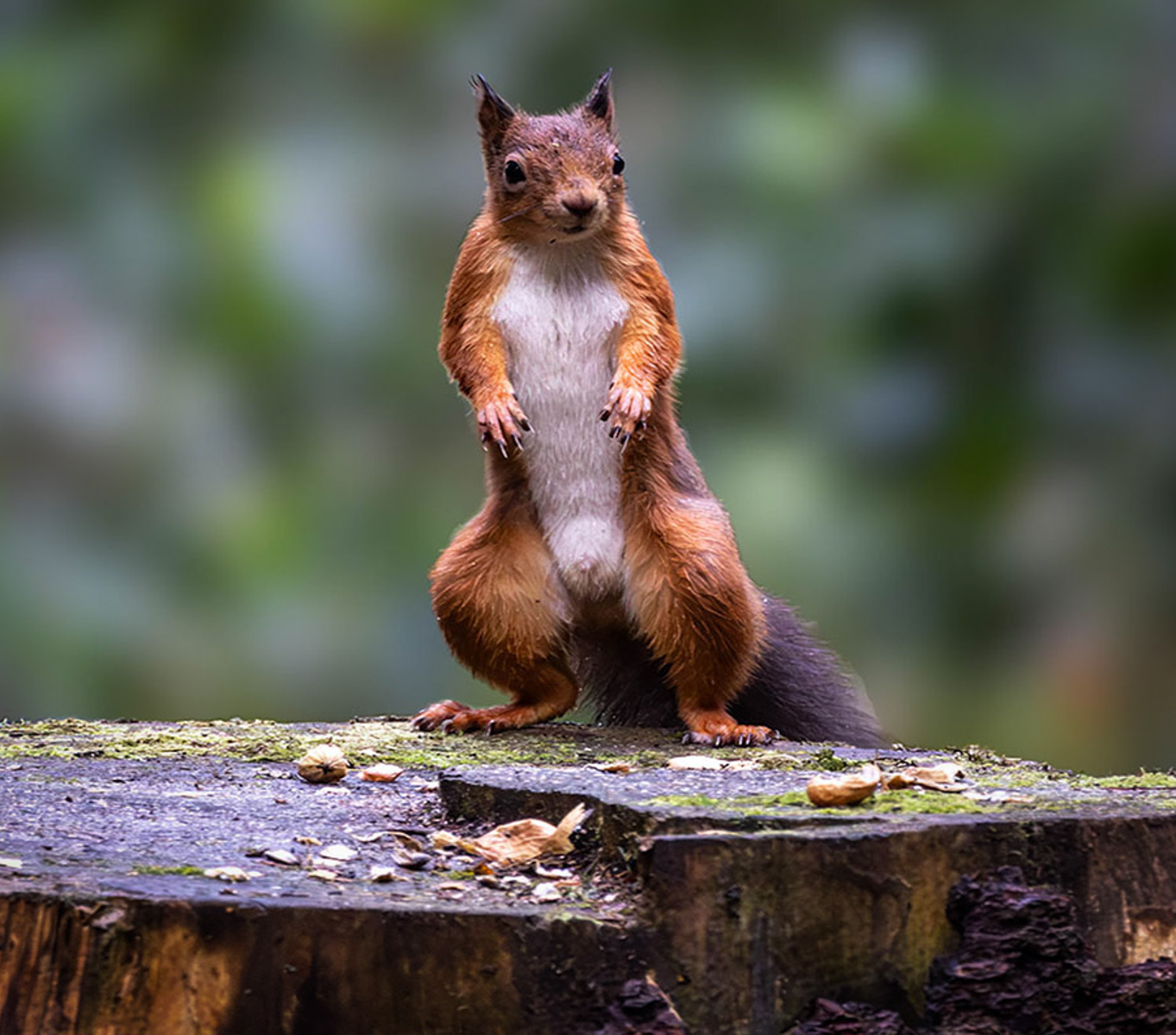 Shap Squirrel by Karen Jackman — Score: 16 pts