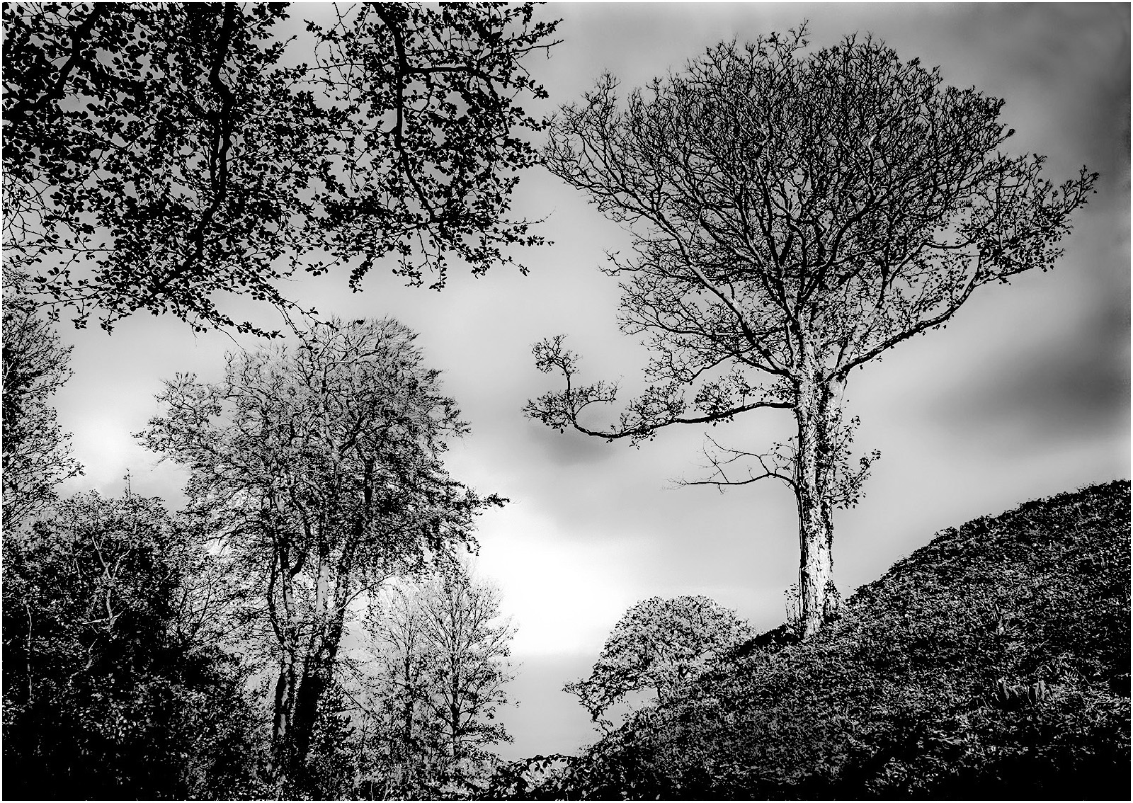 Trees by Peter Parnell — Score: 16 pts