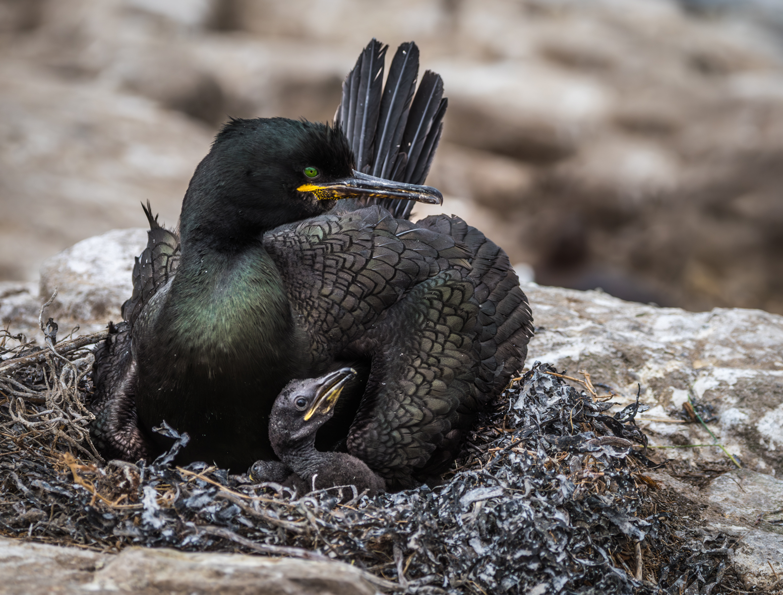 European Shag With Chick by Mary Kirkby — Score: 19 pts