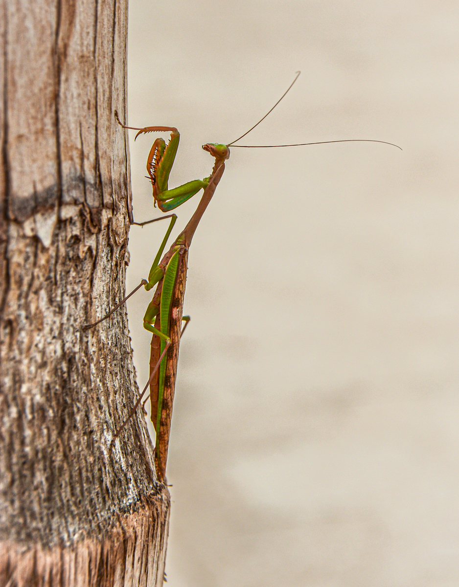Praying Mantis Zanzibar by Mary Kirkby — Score: 17 pts