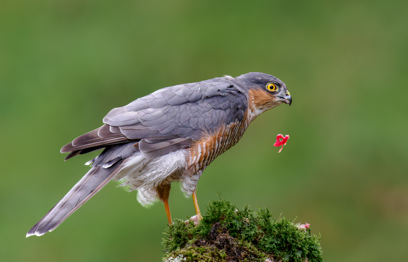 A Drop Of Lunch by Bill Breckenridge — Score: 18 pts