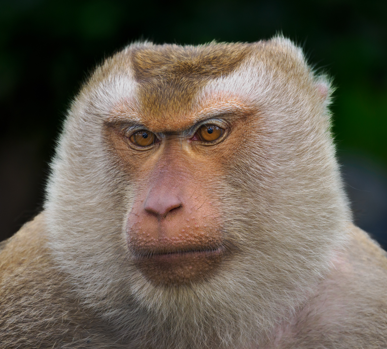 Pig Tailed Macaque by Bill Breckenridge — Score: 16 pts