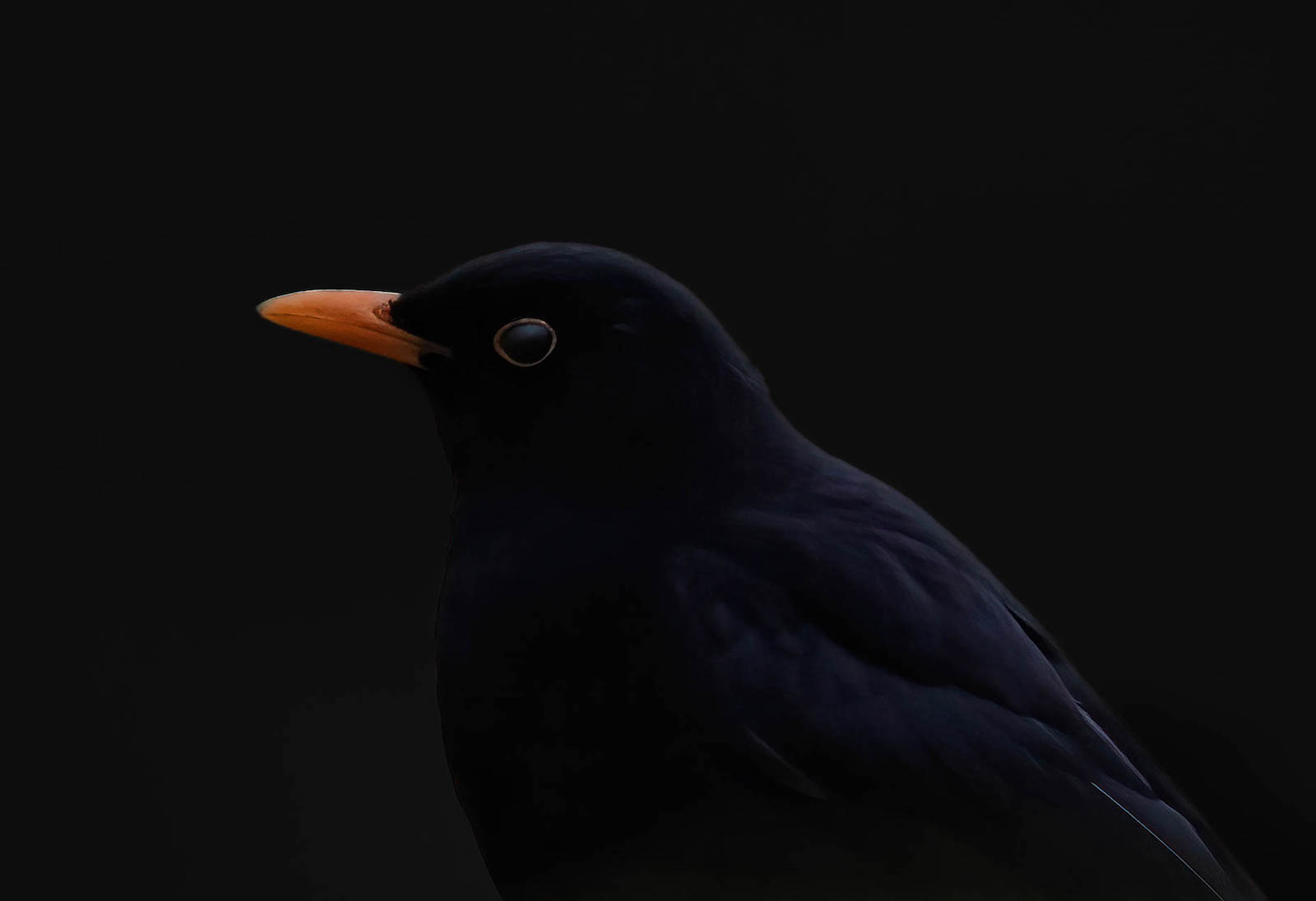 Blackbird by Alex Early — Score: 15 pts