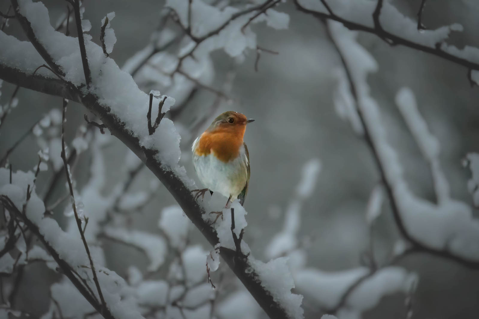 Christmas Robin by Alex Early — Score: 15 pts