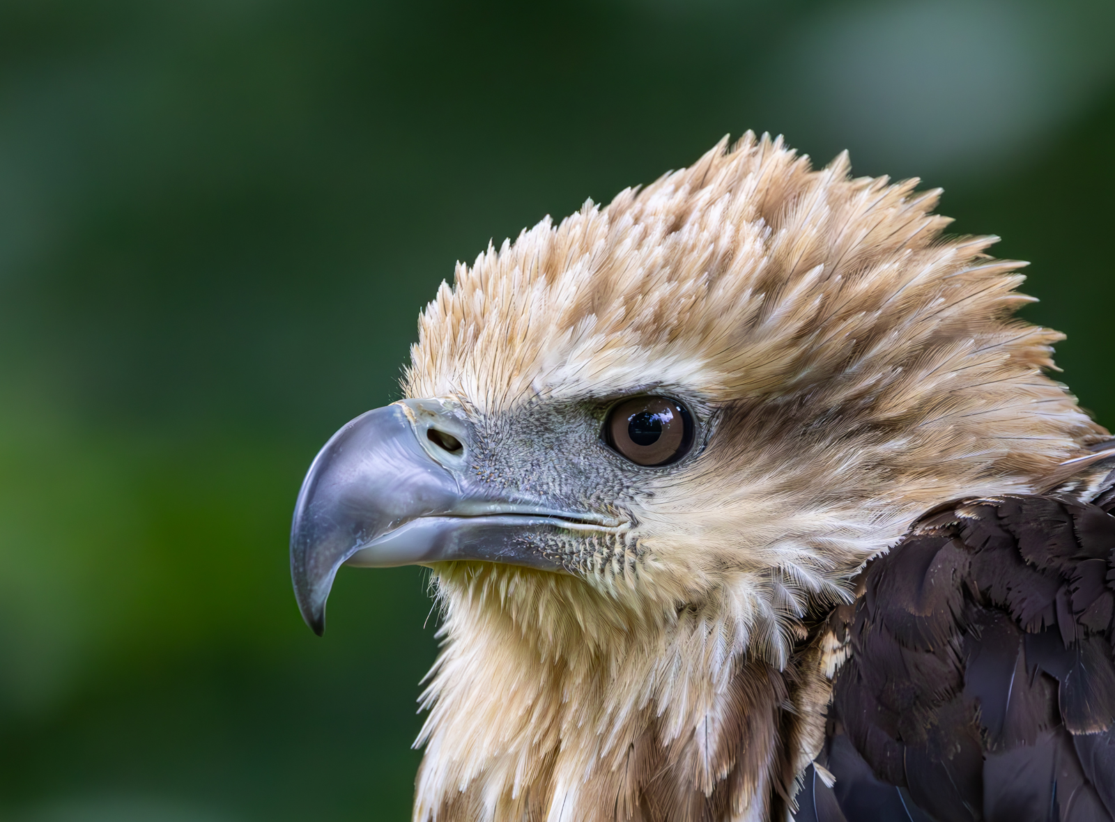 Eagle Closeup by Peter Darby — Score: 16 pts