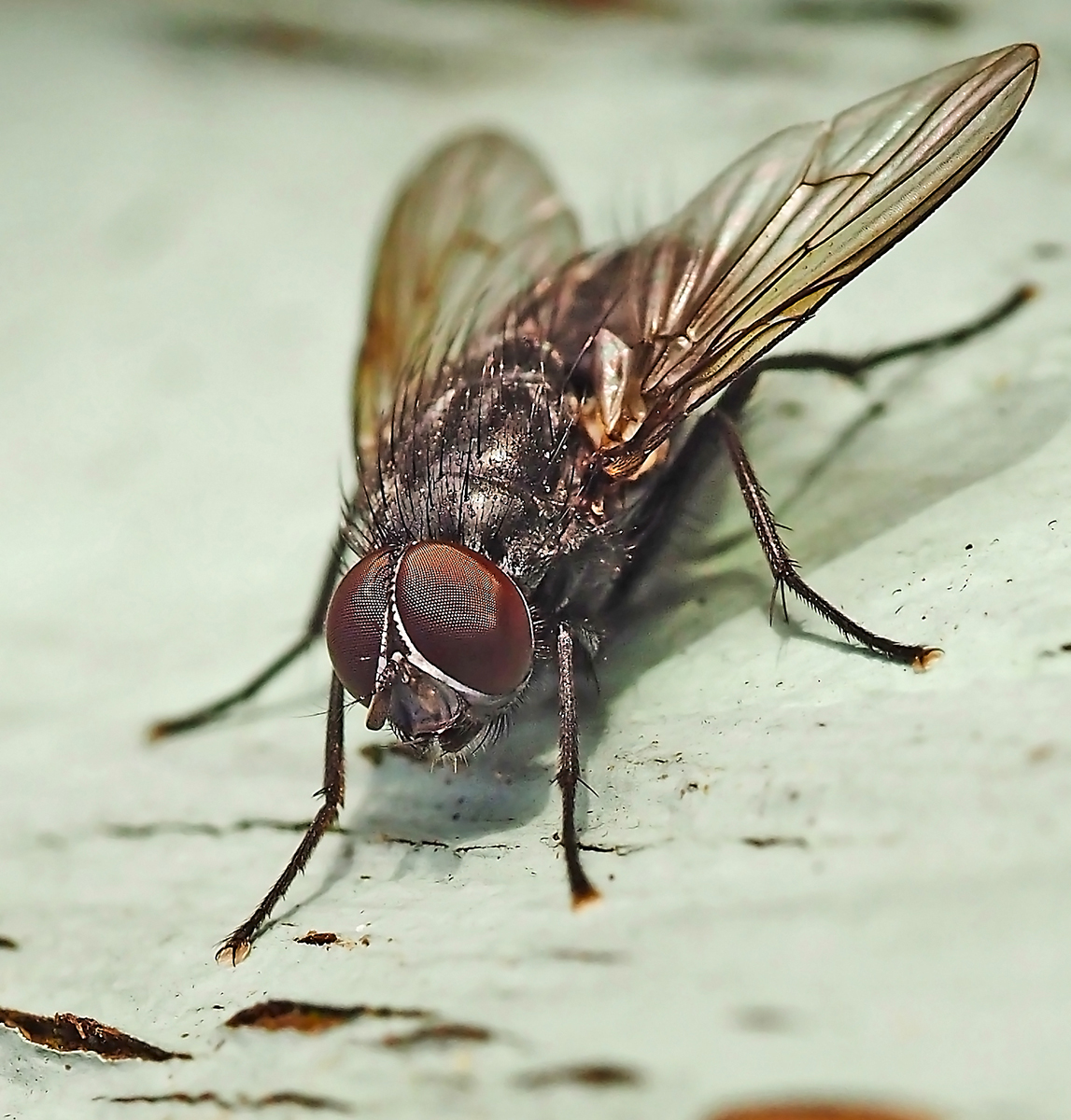 Compound Eye Facets Detail by Mike Stanley — Score: 16 pts