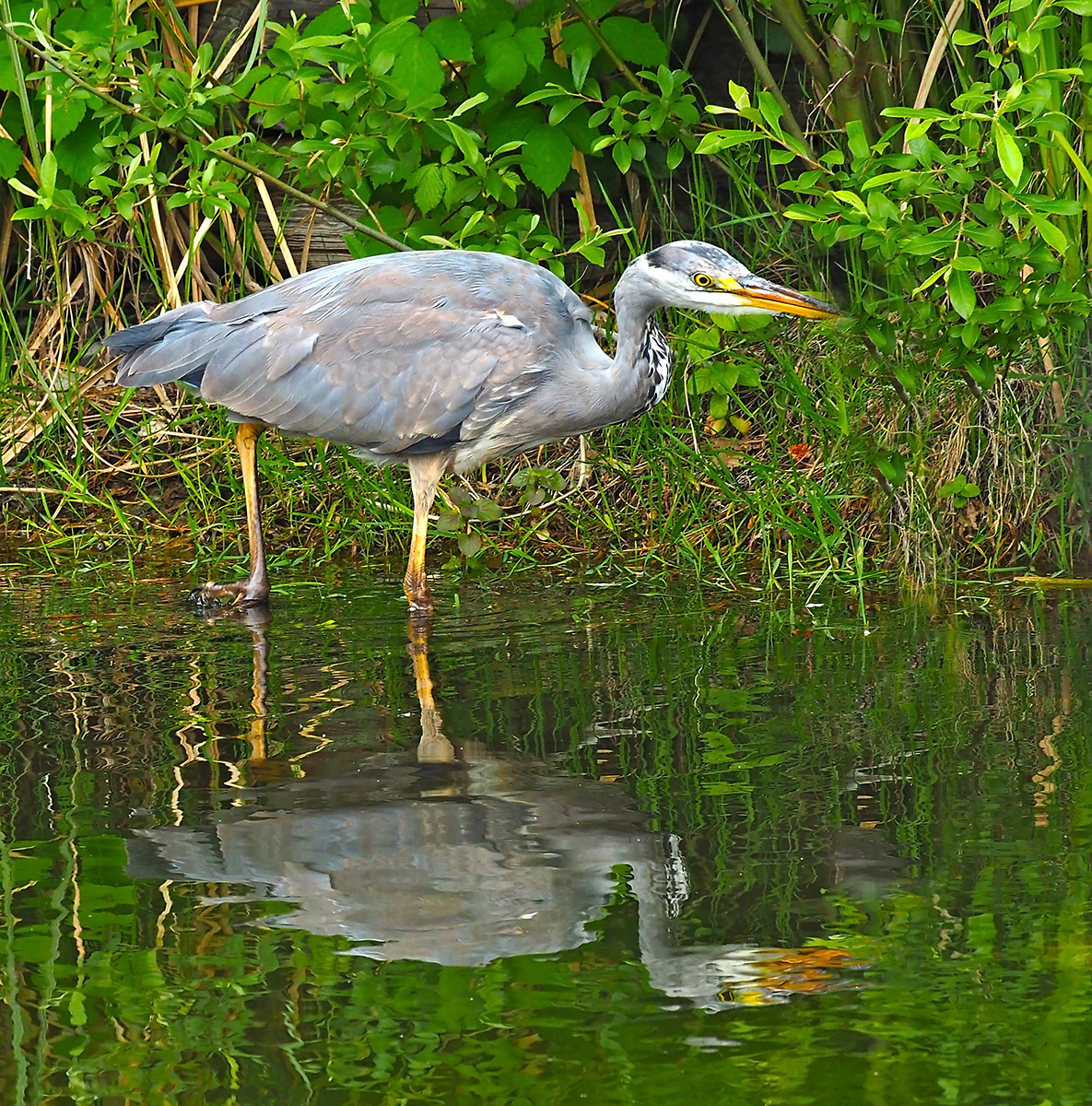 Heron Hunting by Mike Stanley — Score: 15 pts