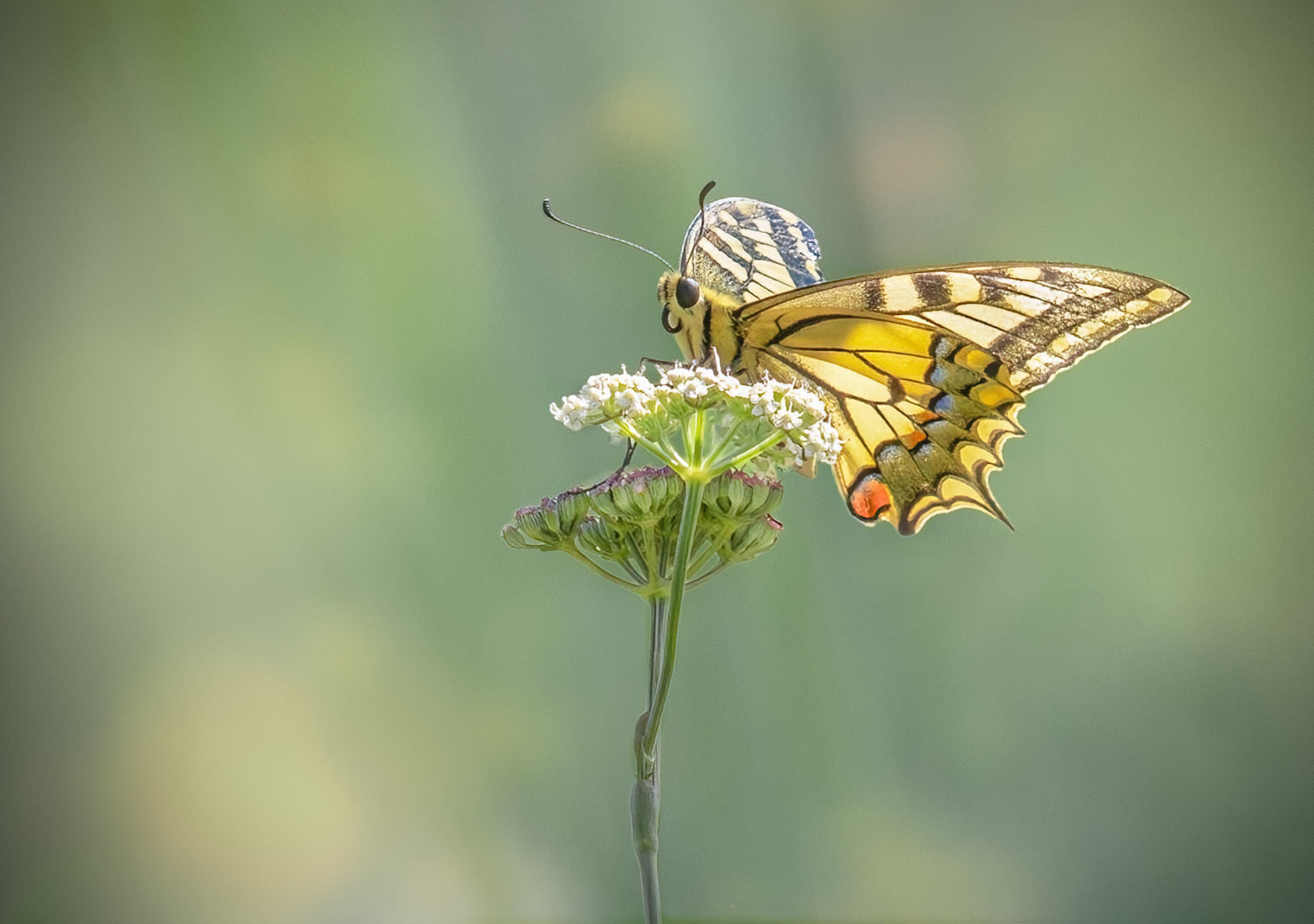 Old World Swallow Tail by Margaret Keane — Score: 16 pts