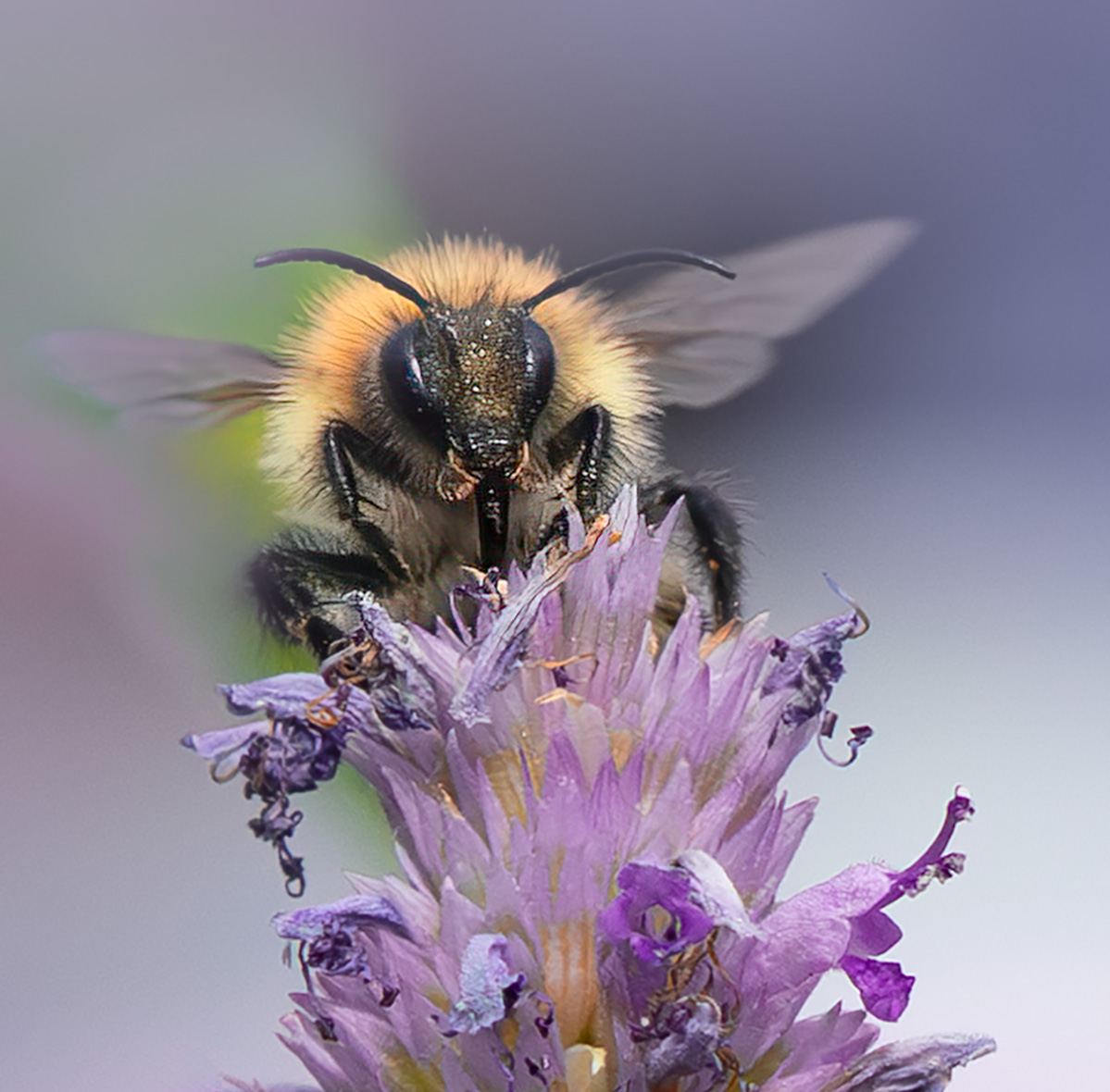 The Pollinator by Margaret Keane — Score: 16 pts