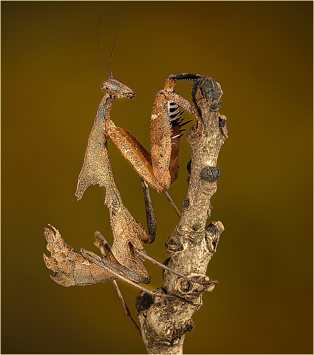 Ghost Leaf Mimic Mantis by Sheila Giles — Score: 17 pts