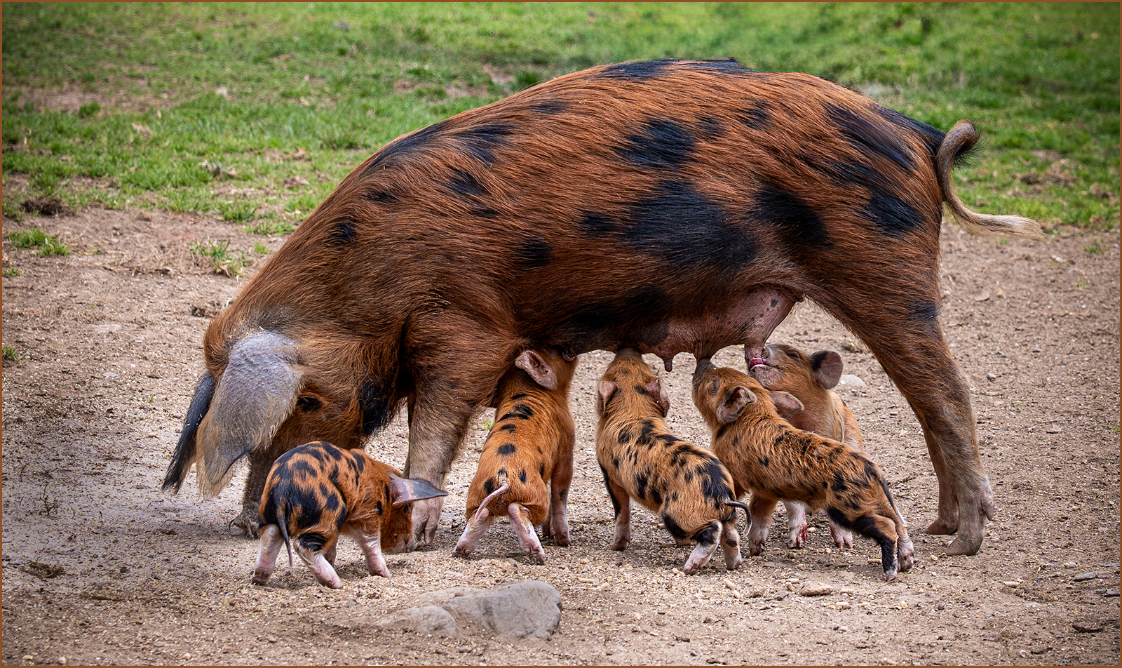 Room For Another One by Sheila Giles — Score: 17 pts