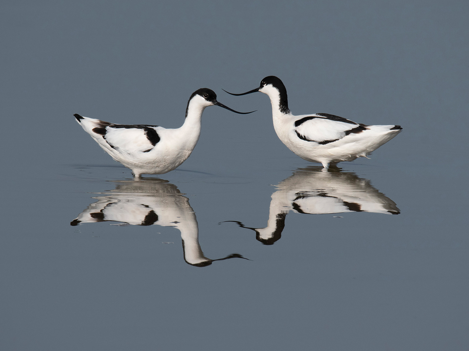 Avocets by Anthony Hull — Score: 18 pts