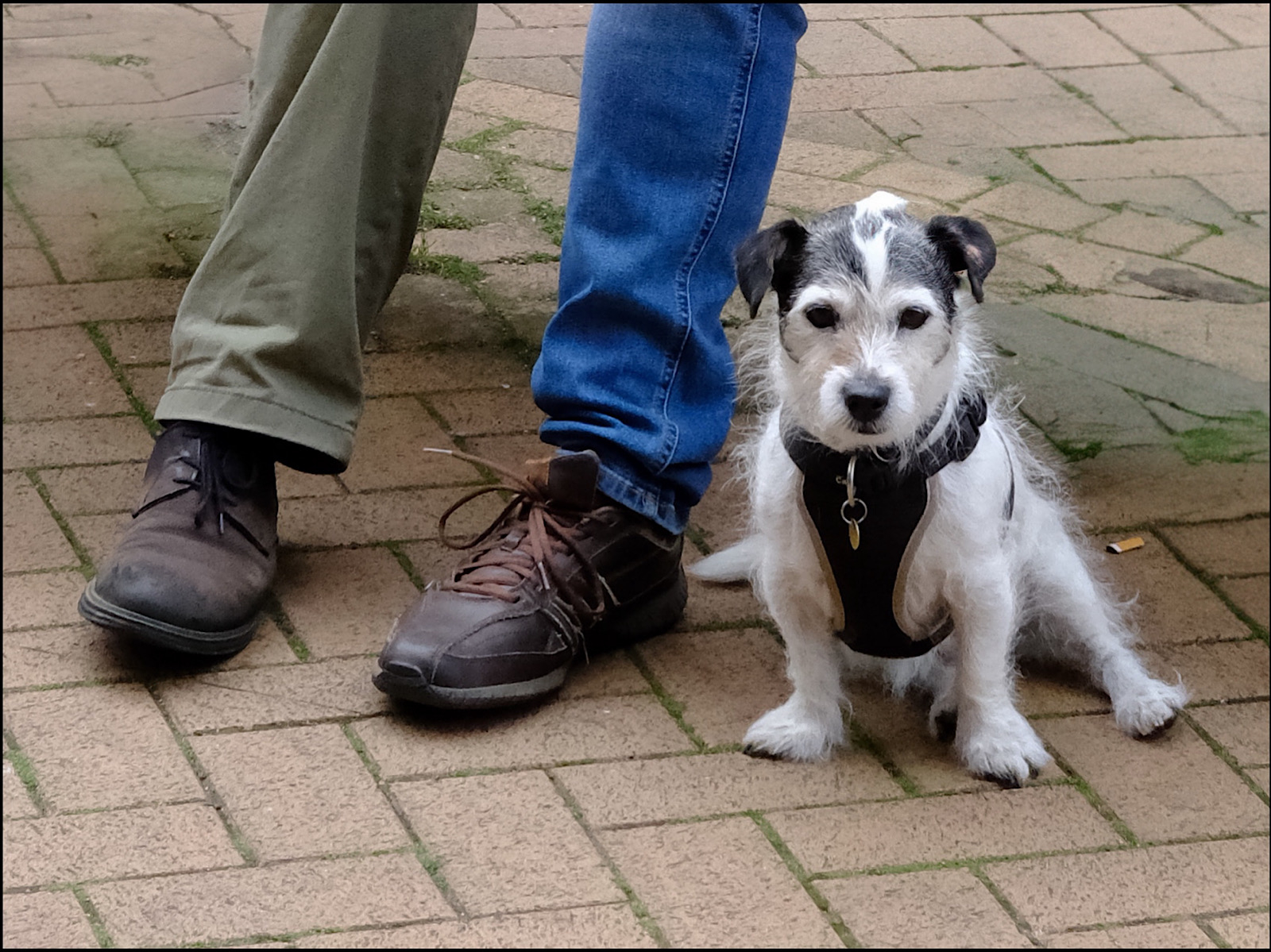 My Best Friends by Peter Cotton — Score: 13 pts