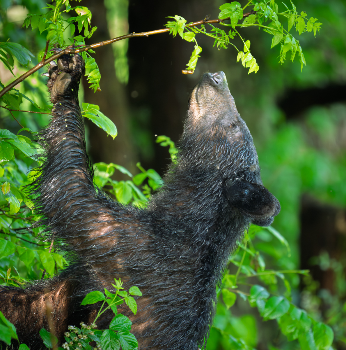 Black Bear Feeding On  Cicadas by Bill Breckenridge — Score: 15 pts