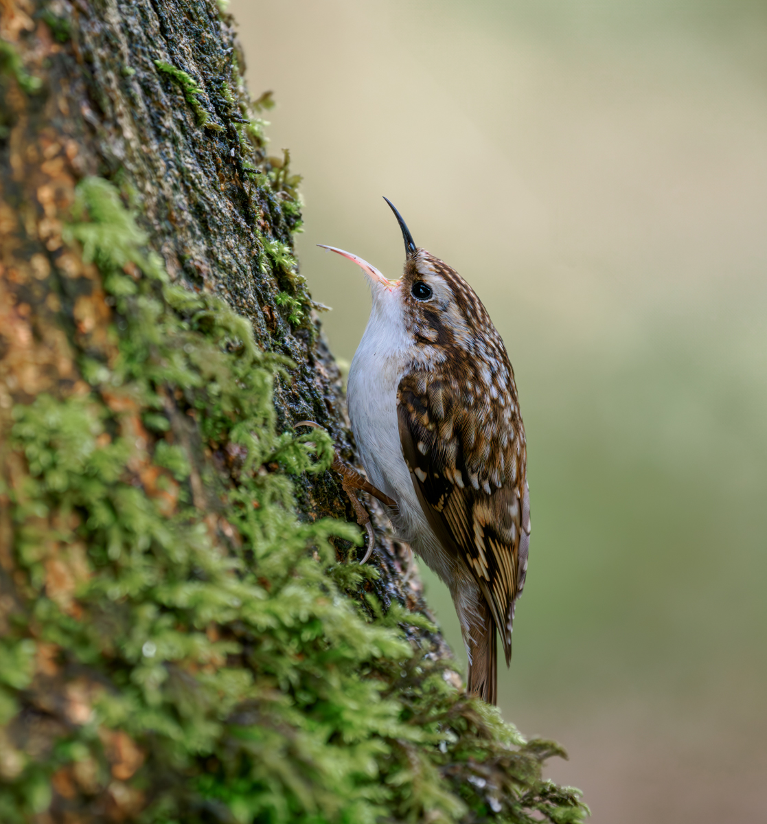 Treecreeper Calling by Bill Breckenridge — Score: 17 pts